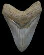 Megalodon Tooth - North Carolina #67302-1